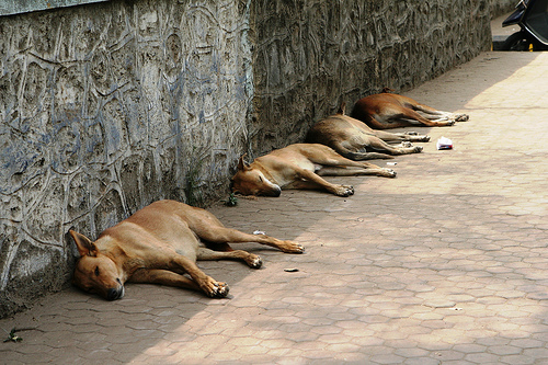 stray-dogs.jpg