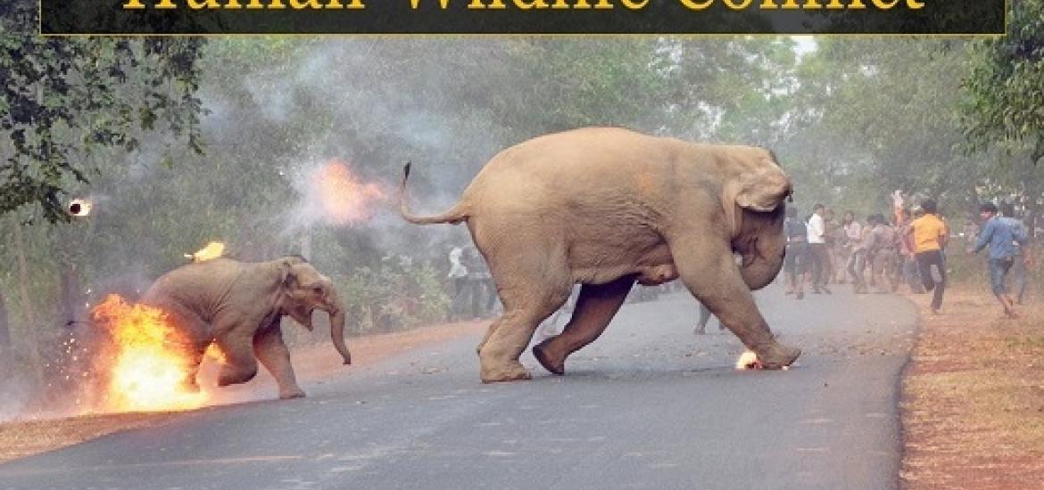 Elephant on road