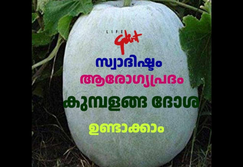 Ash Gourd , very delicious and healthy breakfast