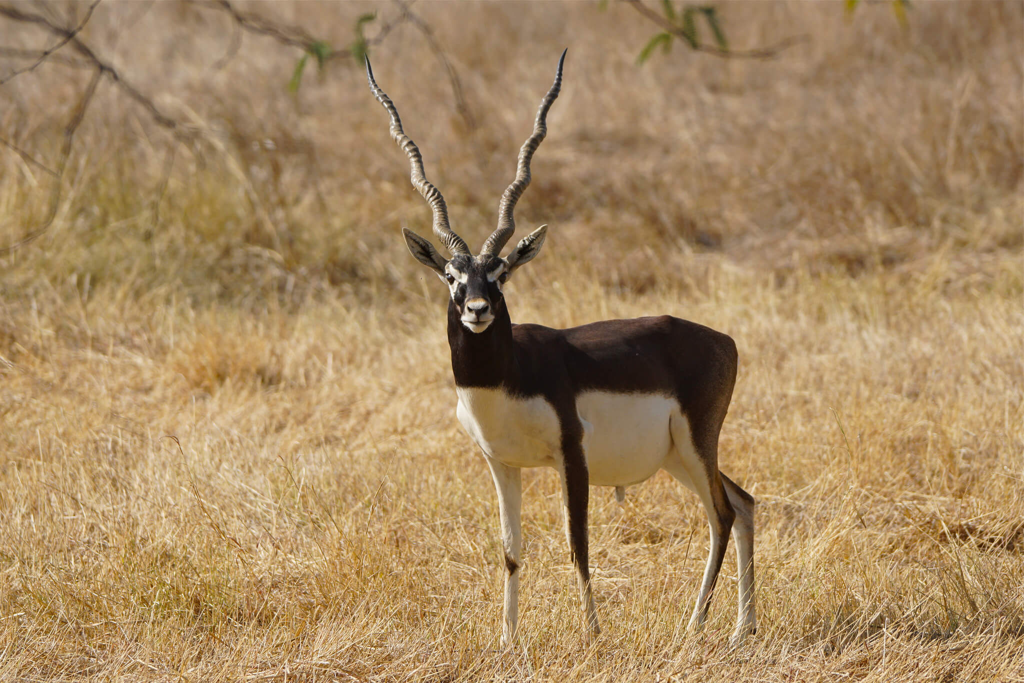 Blackbuck