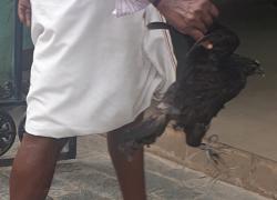 Man with black hen