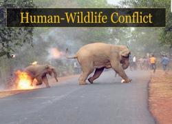 Elephant on road