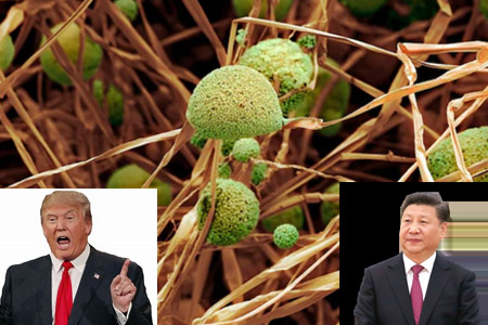 ചൈനയുടെ വിളകൊല്ലിഫംഗസ്  