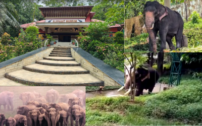 Elephant training center